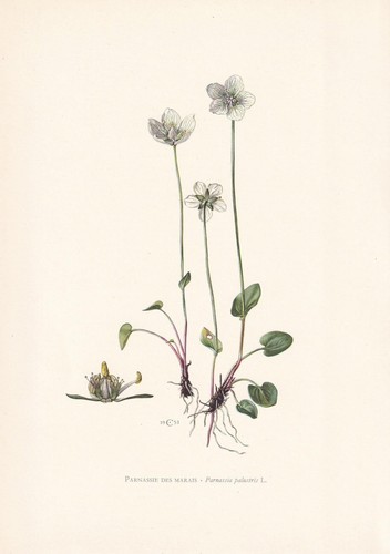 1960 grass parnassus print - 1960,