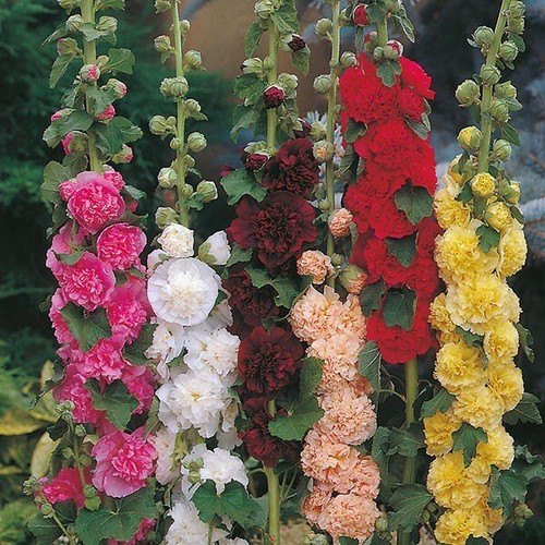 Hollyhock chaters double - chaters,
