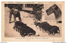 AVWP14-0841-ANIMALS - Dogs -