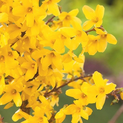 Week end forsythia outdoor - week,