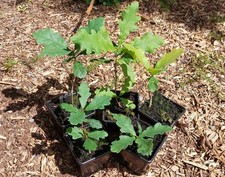 Common/English Oak Seedlings , Quercus robur, Singles ,7cm pots-Plant Passports
