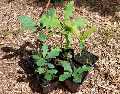 Common english oak seedlings - oak,