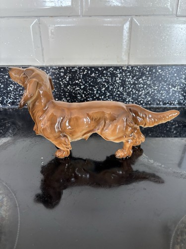 Long haired dachshund - haired,