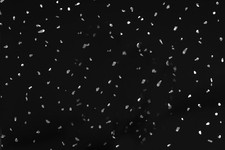 10 White Black Grey Sparkle &