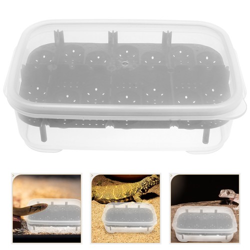 Lizard incubator reptile - lizard,