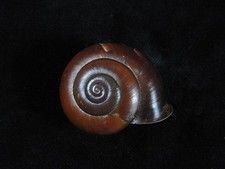 Land Snail Helicostyla chocolatina 47.6mm ID#9469