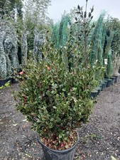 Camellia 55L AMAZING Quality