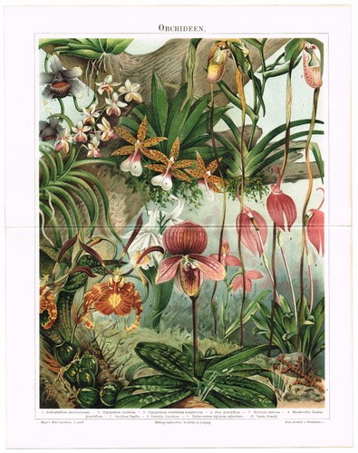 Orchids 1898 antique vintage - 1898,