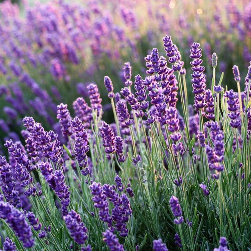 Litre pots lavender - pots,