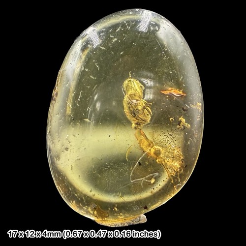 Baltic amber fossil leaf - baltic,
