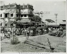 1968 Press Photo Oxcarts move