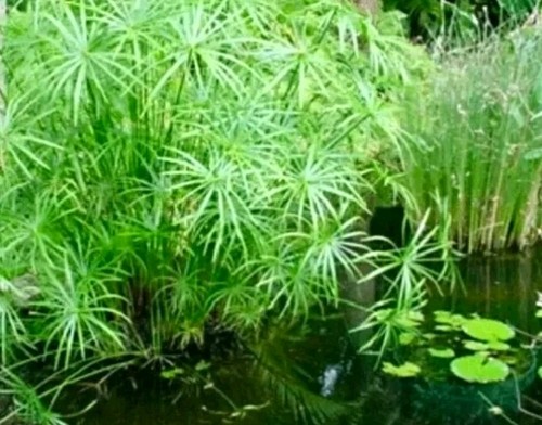 Papyrus green water - papyrus,