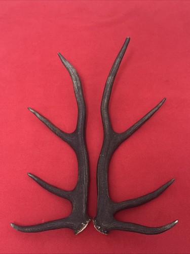 Pair red deer - red,