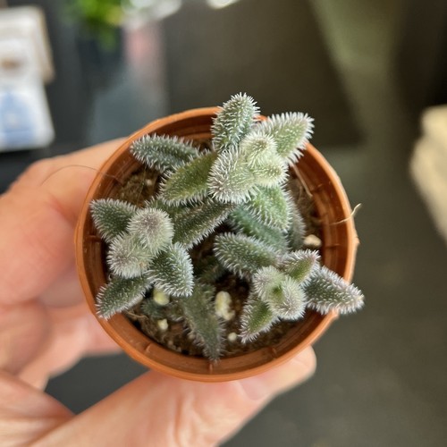 Pickle plant unusual - pickle,