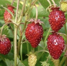 ALPINE STRAWBERRY 100 SEEDS