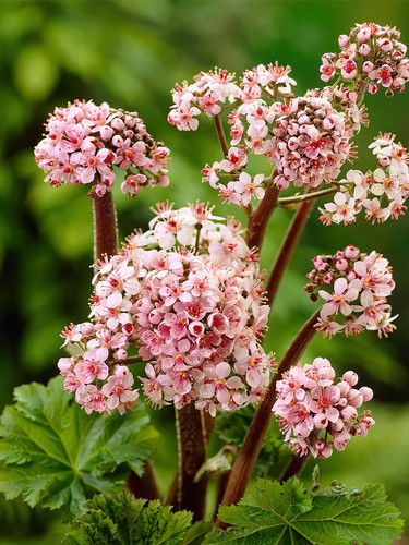 Darmera peltata umbrella - 1,