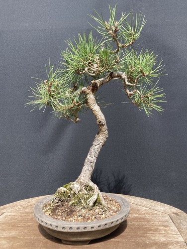 Scot pine yamadori bonsai - pine,