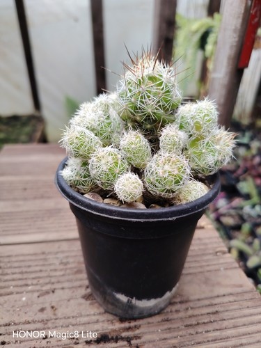 Mammillaria gracillis fragilis - mammillaria,