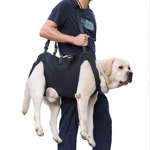Disabled senior dog mobility - dog,