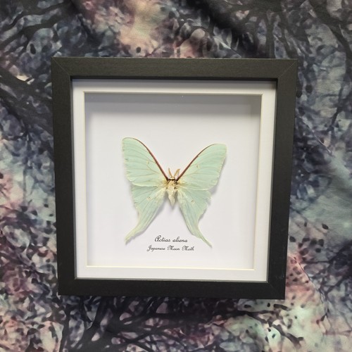 Japanese moon moth actias - moth,