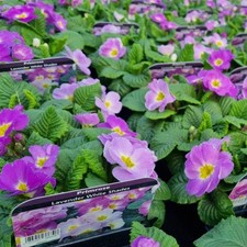 Primrose Primula Flowering Bedding Plants - Hardy Low Maintenance Perennials
