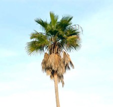 Washingtonia robusta - Mexican