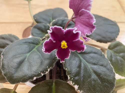 African violet raspberry - african,