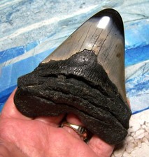 MEGALODON SHARK TOOTH 4 1/8" SHARK TEETH GIANT JAW FOSSIL STUNNING COLOR ~REAL