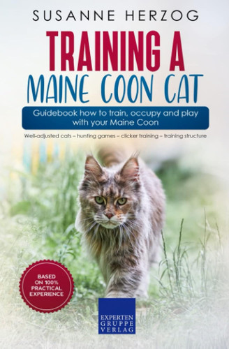 Training maine coon cat - training, –