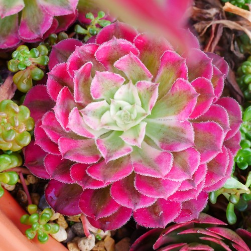 Aeonium mardi gras - mardi, 6cm