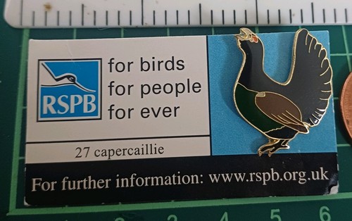 Capercaille rspb bird - 27,