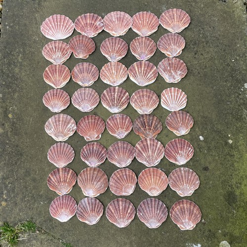 Sea worn medium sized - 40,