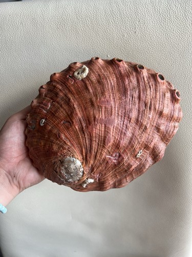 Red abalone huge - red,