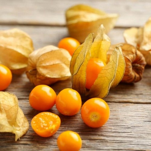 Physalis peruviana 3 plug - peruviana,