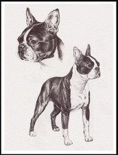 BOSTON TERRIER DOG ART PRINT