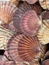 10 Flat King Sea Scallop