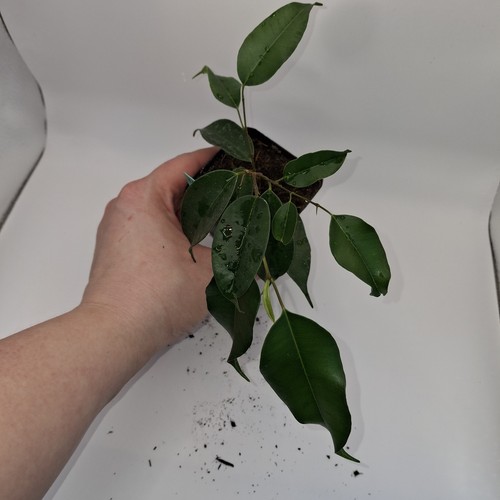 Ficus benjamina live - plant, –