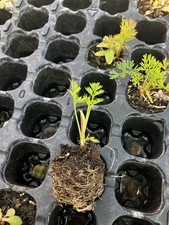 X18 Amsterdam Carrots plug plants multi sown . 