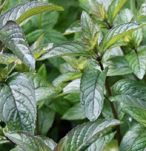 Mint jessica sweet pear - sweet,
