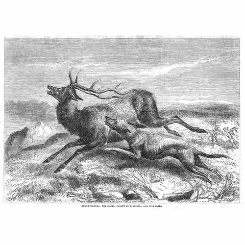 Hunting deer stalking the - hunting,