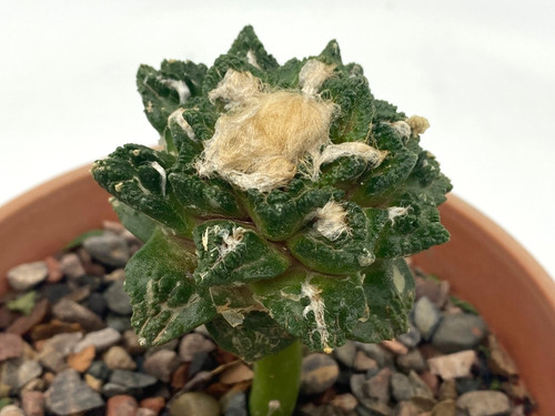 Ariocarpus hintonii godzilla - ariocarpus, x