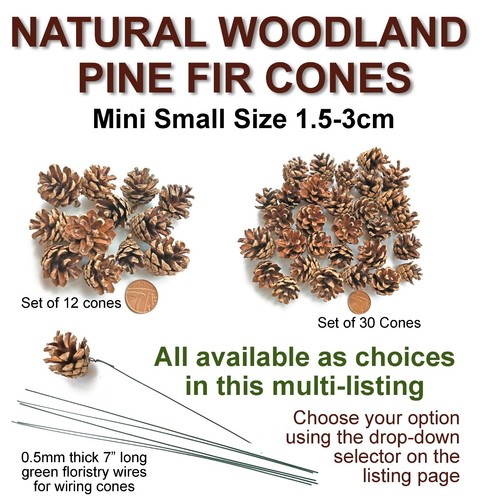 Mini small real pine fir - small,