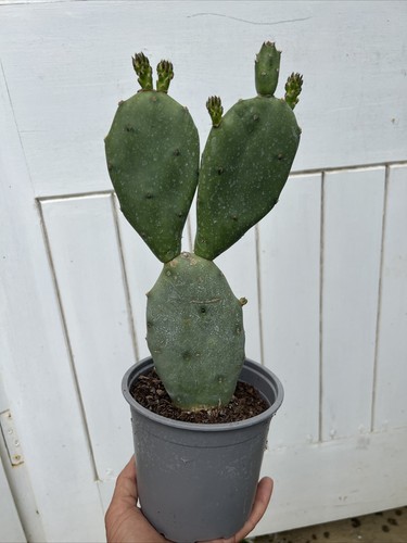 Prickly pear opuntia anacantha - opuntia,