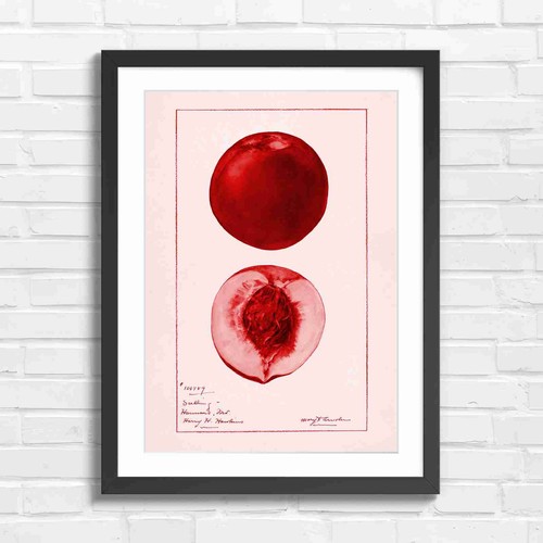 Vintage peach botanical - vintage,