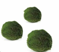 3x MARIMO MOSS BALL (3 to 5cm) Aquarium live plant Cladophora fish shrimp tank