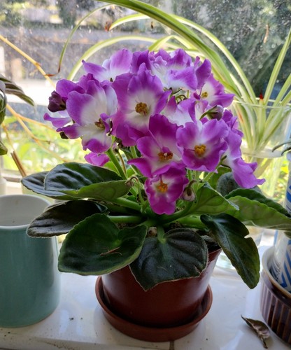African violet saintpaulia - african,