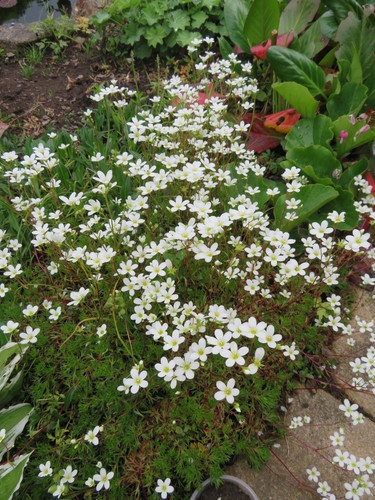 Saxifraga mossy white - saxifraga,