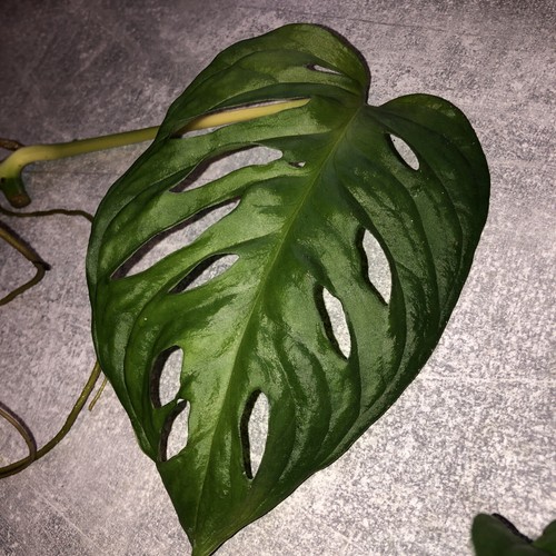 Monstera adansonii swiss - 2,
