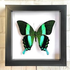 Green Peacock Swallowtail Butterfly (Papilio blumei) Shadow Box Display Frame
