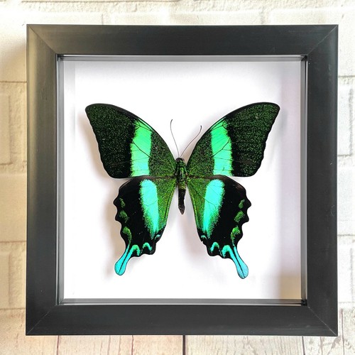 Green peacock swallowtail - green,